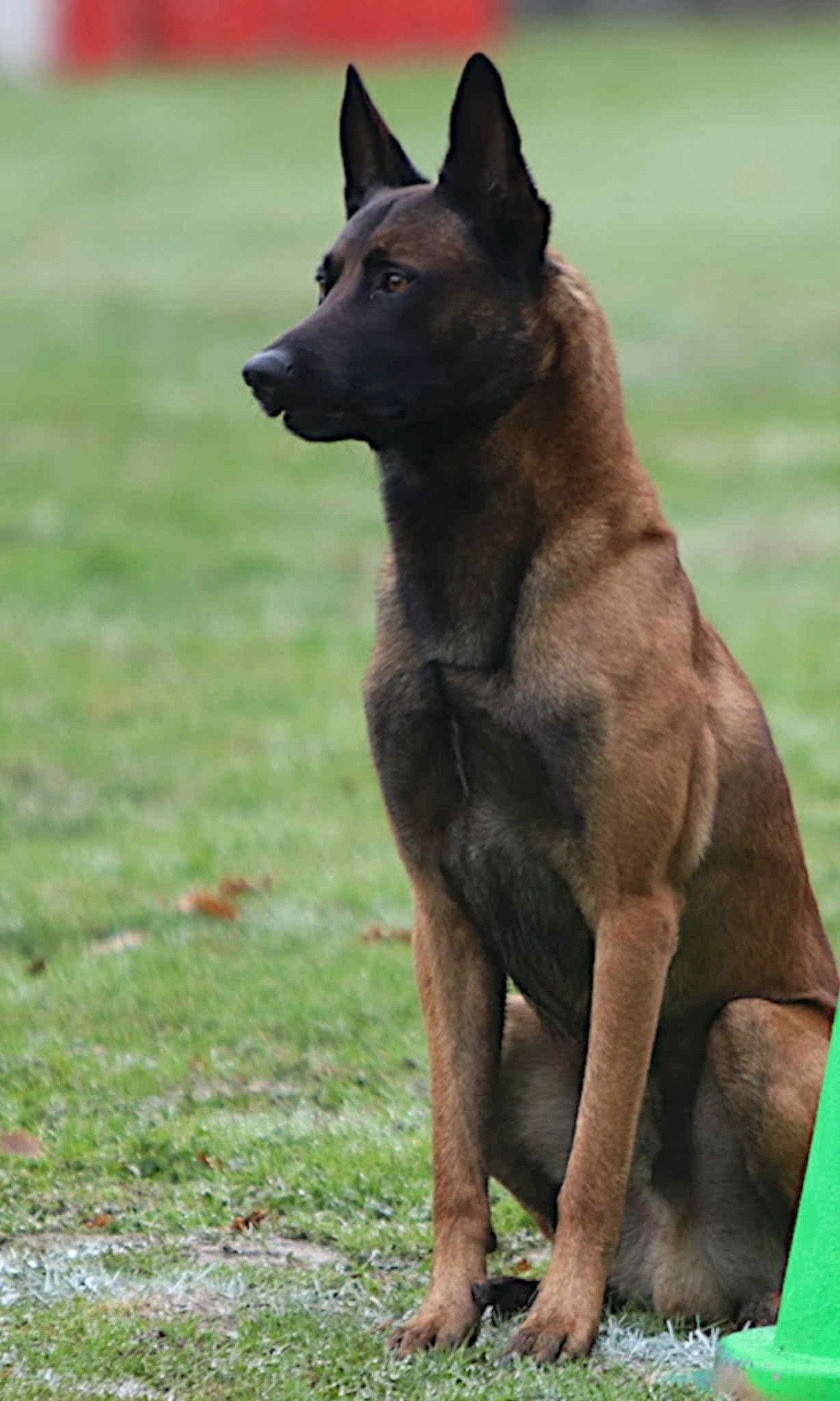 Rork Des Masques Du Diamant Noir