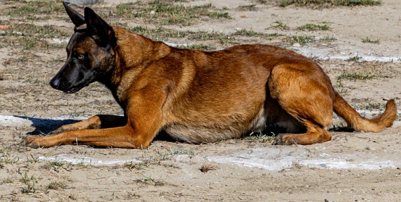 Rork Des Masques Du Diamant Noir