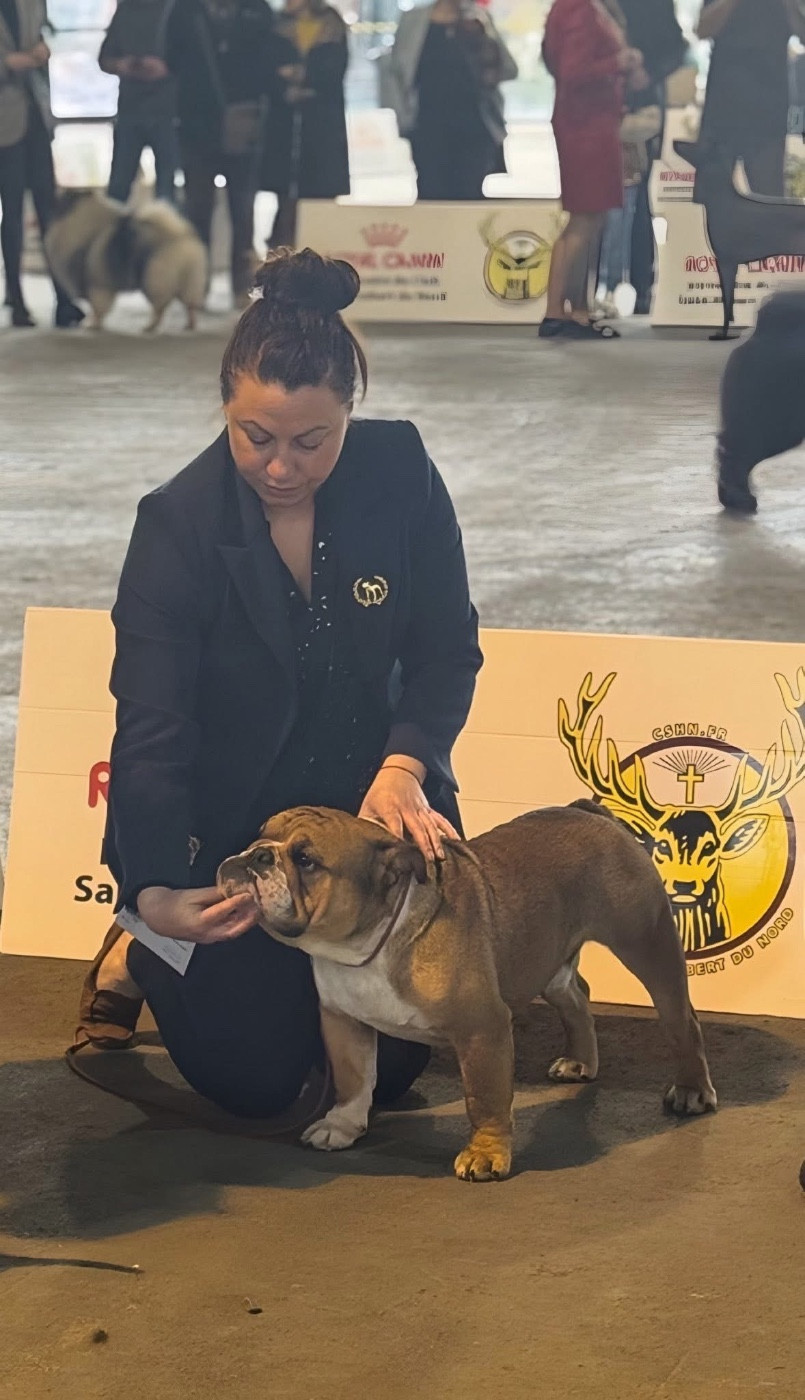 Myally Bulldog A no brainer - 1Exc / CACS-J / Meilleur jeune / Meilleur de sexe opposé