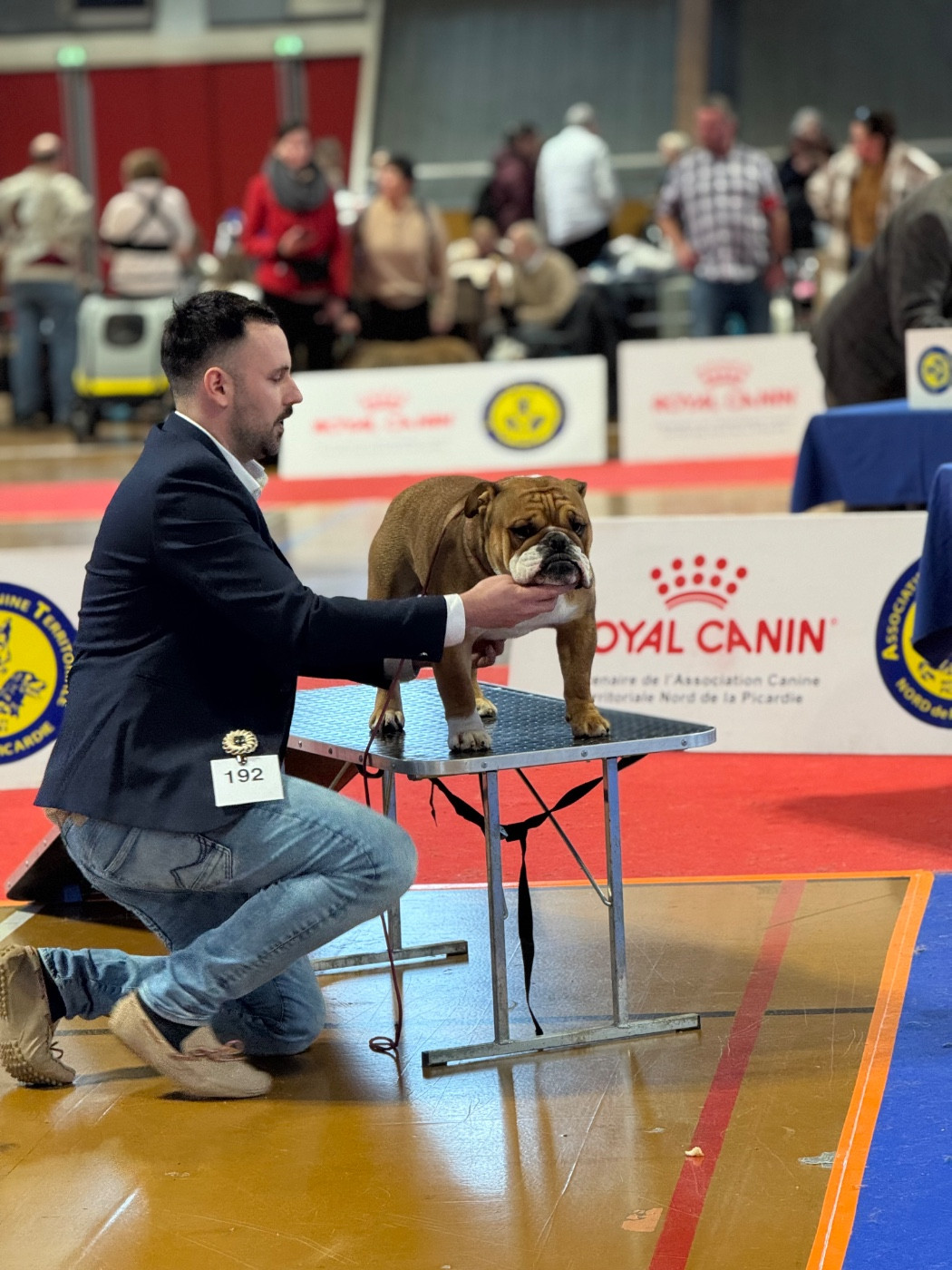 Myally Bulldog A no brainer - 1Exc