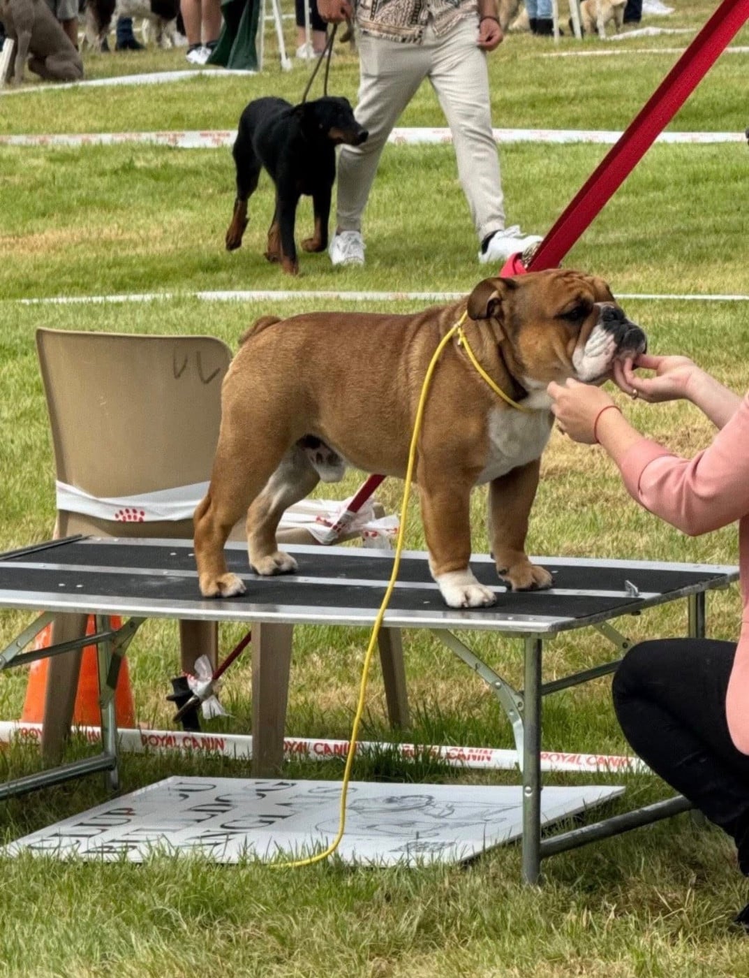 Myally Bulldog A no brainer - 1Exc