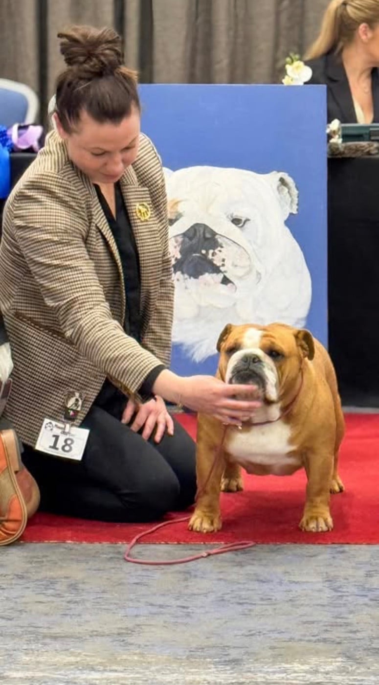 CH. Myally Bulldog The killer queen - 1 OB