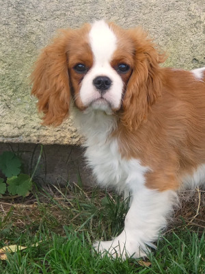 Les chiots de Cavalier King Charles Spaniel