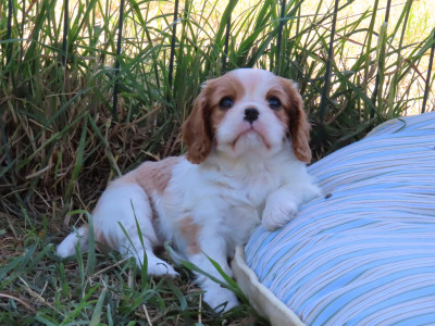 Cavalier King Charles Spaniel