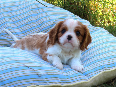 Les chiots de Cavalier King Charles Spaniel