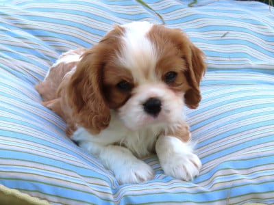 Les chiots de Cavalier King Charles Spaniel