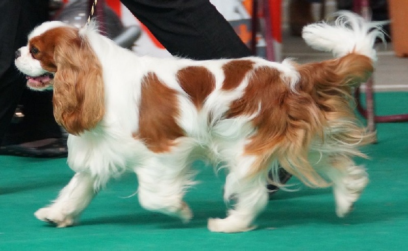 CH. Ilton Du Petit Monde De Brigalane - 1er excellent - CACS - Meilleur adulte - Meilleur de race