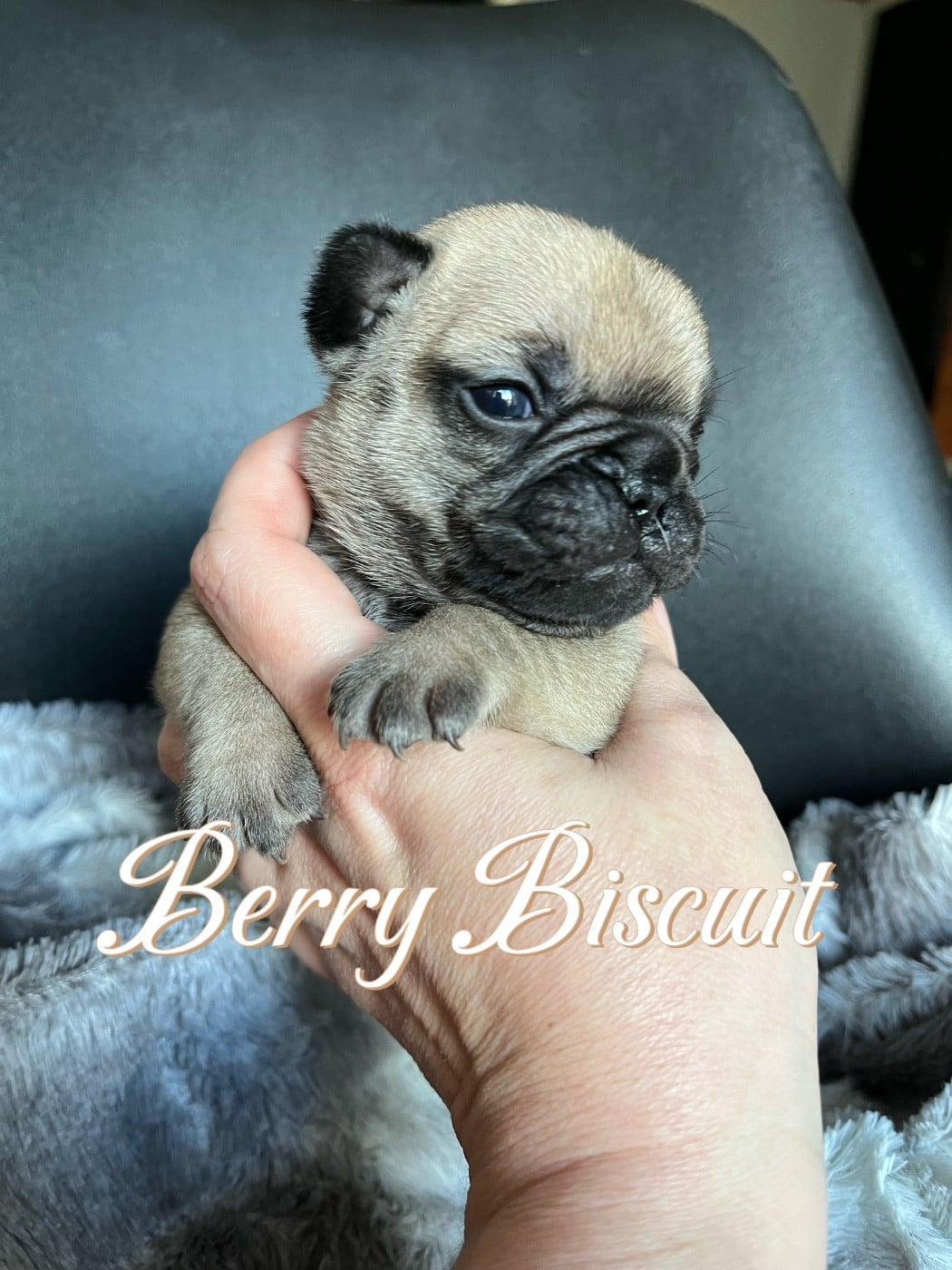 Chiot N°3 - Bouledogue français