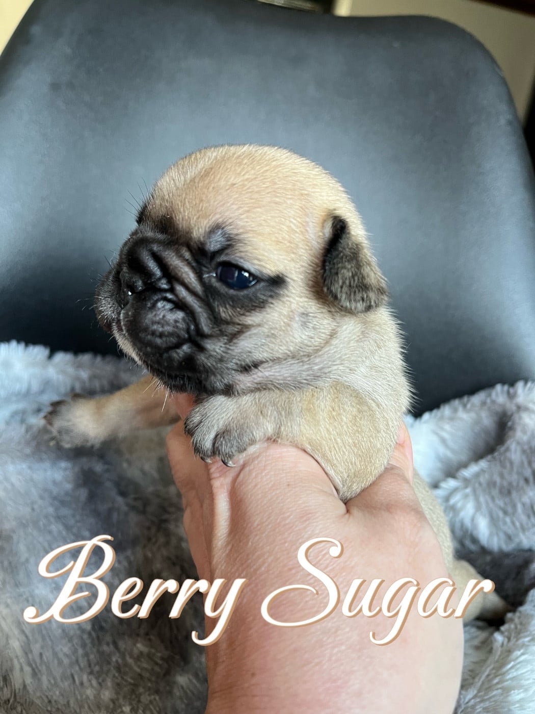 Chiot N°2 - Bouledogue français