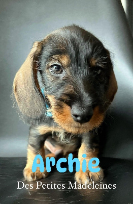 Les chiots de Teckel poil dur