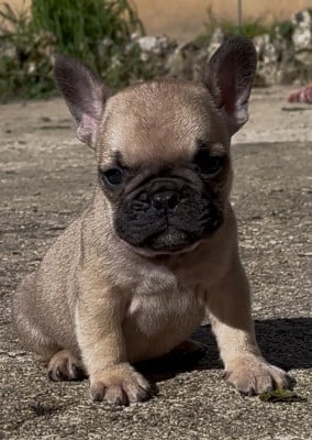 Les chiots de Bouledogue français