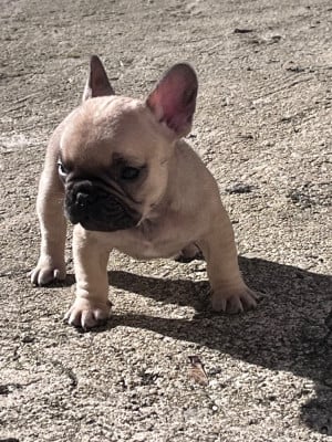Les chiots de Bouledogue français