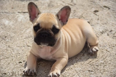 Les chiots de Bouledogue français