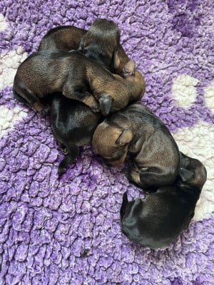 Les chiots de Teckel poil dur