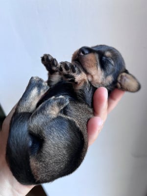 Les chiots de Teckel poil dur
