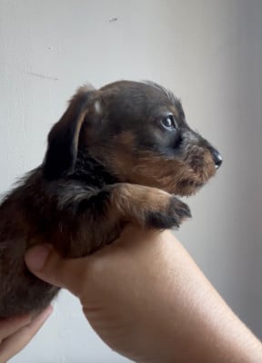 Les chiots de Teckel poil dur