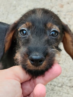 Les chiots de Teckel poil dur