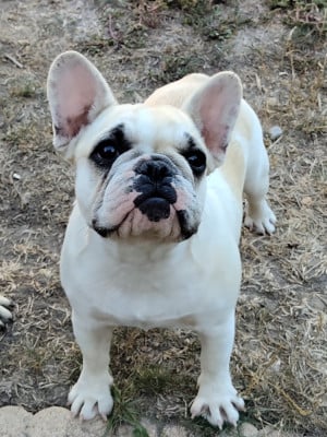 Les chiots de Bouledogue français