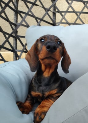 Les chiots de Teckel poil dur