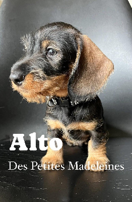 Les chiots de Teckel poil dur