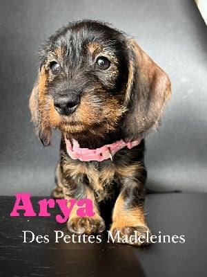 Les chiots de Teckel poil dur