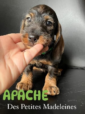 Les chiots de Teckel poil dur