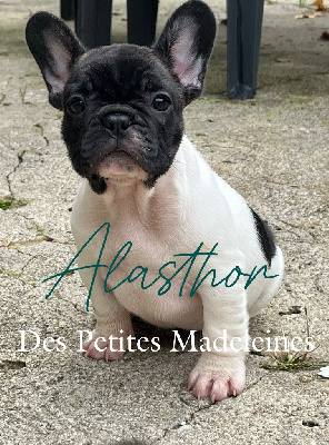 Les chiots de Bouledogue français