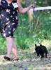 Shalimar Des Petites Madeleines - Très prometteur + Meilleur puppy 