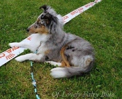 Jumpi Of Lovely Fairy Blue