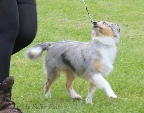 Jumpi Of Lovely Fairy Blue