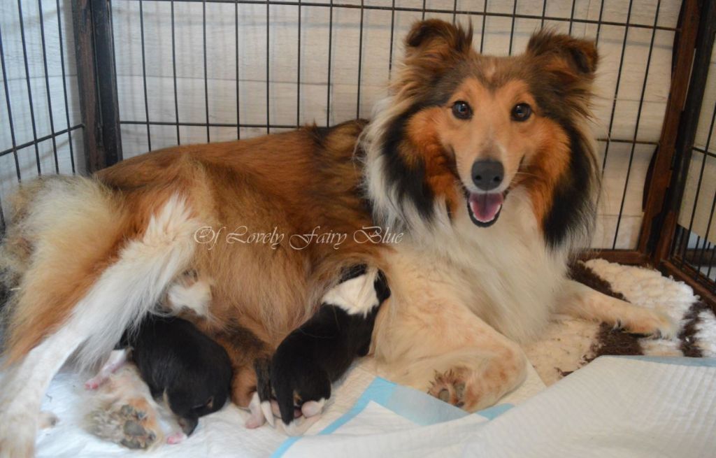 Of Lovely Fairy Blue - Shetland Sheepdog - Portée née le 04/10/2019