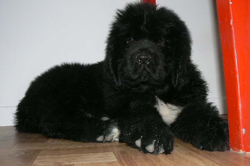 Publication : Terre D'Aussie