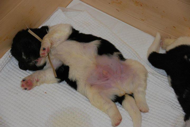 Publication : Terre D'Aussie