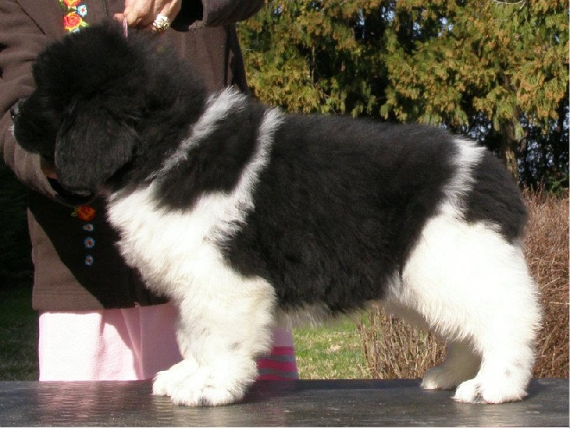 Publication : Terre D'Aussie