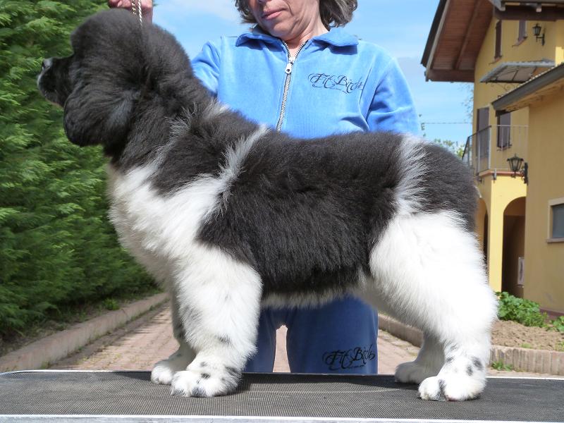 Publication : Terre D'Aussie