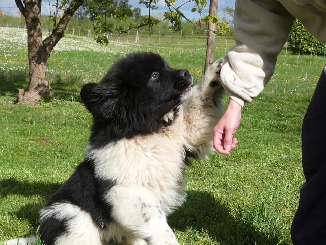 Publication : Terre D'Aussie