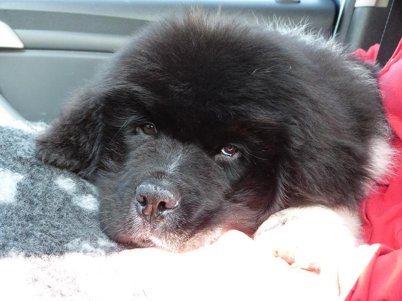 Publication : Terre D'Aussie