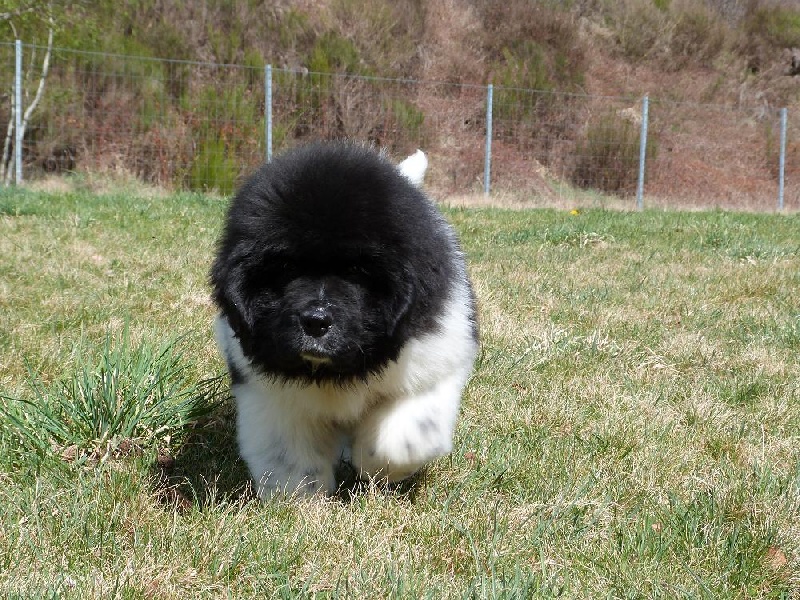 Publication : Terre D'Aussie