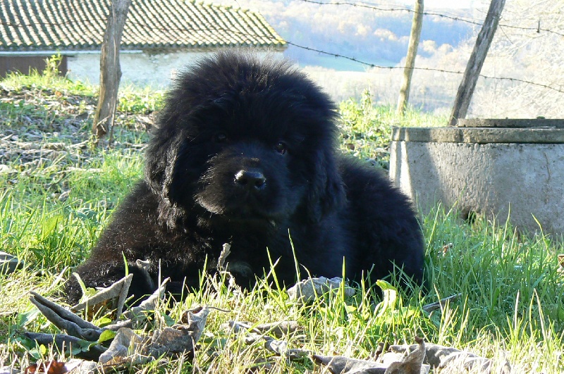 Publication : Terre D'Aussie