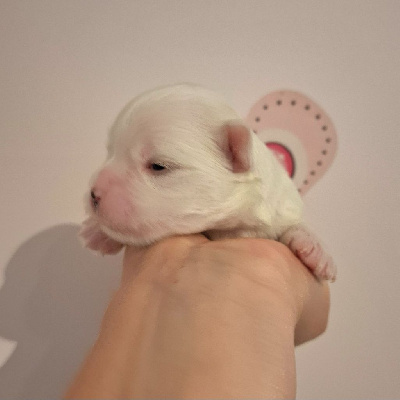 Les chiots de Bichon maltais