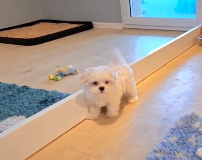 Les chiots de Bichon maltais