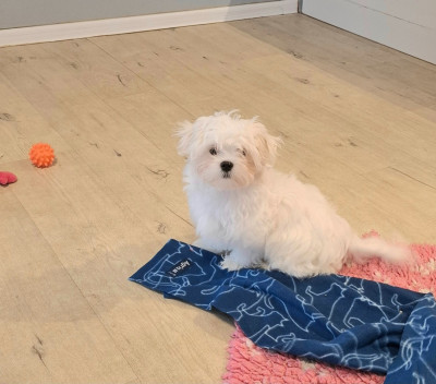 Les chiots de Bichon maltais