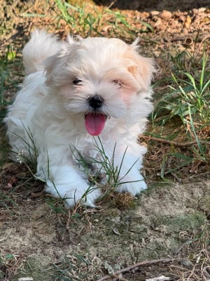 Les chiots de Bichon maltais