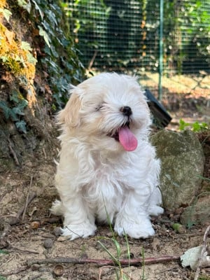 Les chiots de Bichon maltais