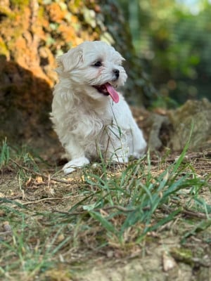 Les chiots de Bichon maltais