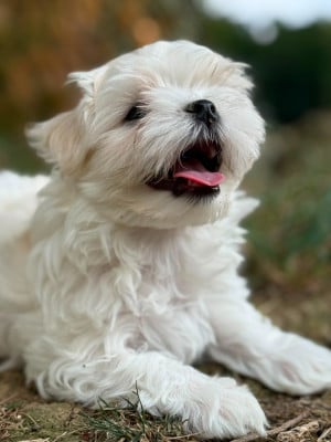 Les chiots de Bichon maltais
