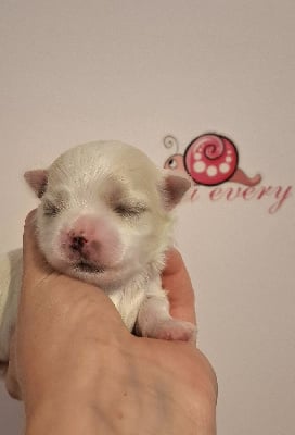 Les chiots de Bichon maltais