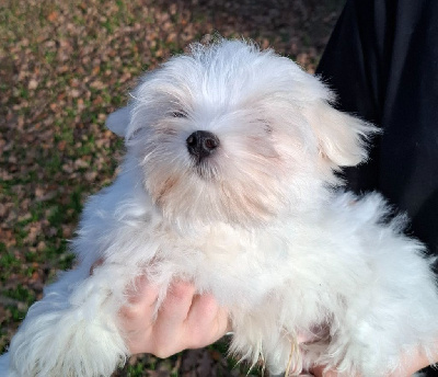 Les chiots de Bichon maltais