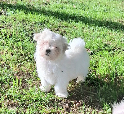 Les chiots de Bichon maltais