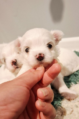 Les chiots de Bichon maltais